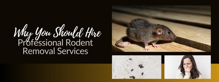 4 Clear Signs There Are Rodents Invading Your Home