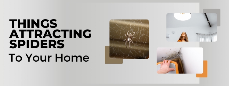 4 Things Attracting Spiders to Your Toronto Home