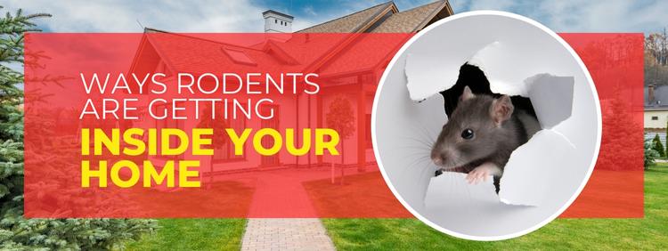 Barrie Pest Control_ 4 Ways Rodents Are Getting Inside Your Home