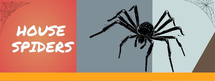 Burlington Pest Control: 4 Things You Should Know About the House Spider
