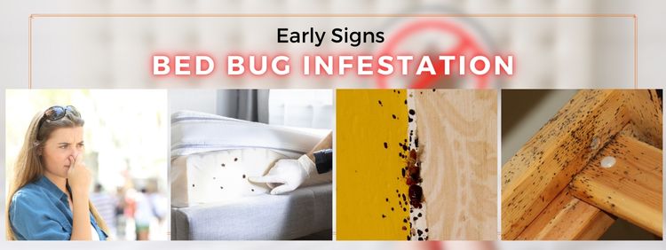 Early Signs of a Bed Bug Infestation