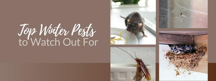 Protect Your Home with Professional Pest Control: Top Winter Pests to Watch Out For