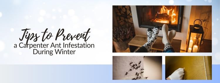 Tips to Prevent a Carpenter Ant Infestation During Winter