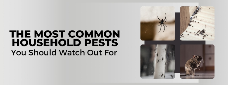 Toronto Pest Control: What Are the Most Common Household Pests?