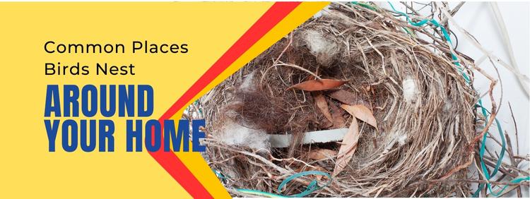 Common Places Birds Nest Around Your Home