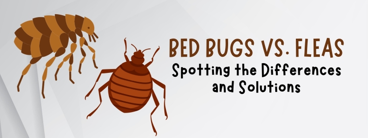 Bed Bugs Vs Fleas in Guelph_ Spotting the Differences and Solutions