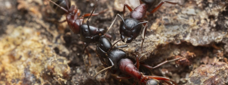 Carpenter Ant Role in the Ecosystem and Impact on Thornhill Homes