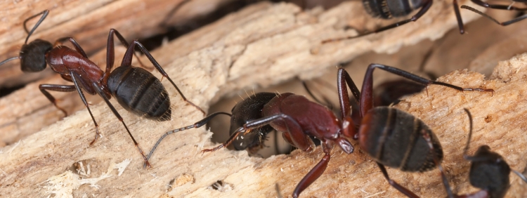 Dangers Of A Carpenter Ant