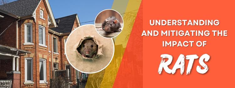 Markham Rodent Control_ Understanding and Mitigating the Impact of Rats in Urban Homes