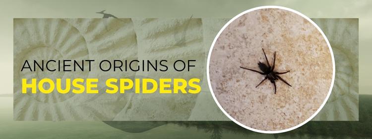 Surviving Prehistoric Times_ The Ancient Origins of House Spiders In Georgetown