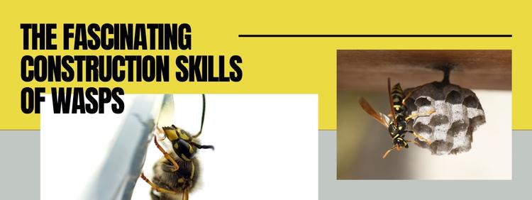The Fascinating Construction Skills of Wasps In and Around Homes in Toronto