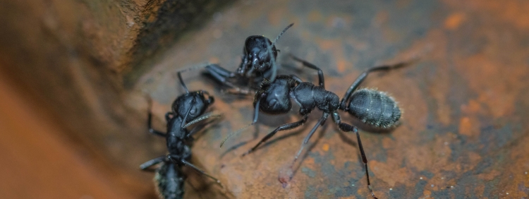 The Secret Life of Carpenter Ants in Cambridge_ A Guide to Prevention and Control