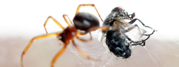 The Unseen Benefits_ How House Spiders In Guelph May Be More Helpful Than Harmful