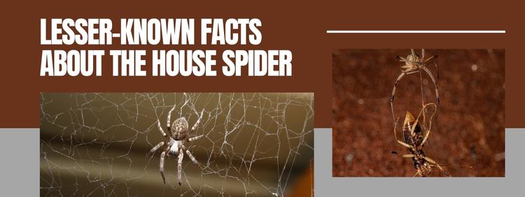 Exploring the Lesser-Known Facts About the Common House Spider
