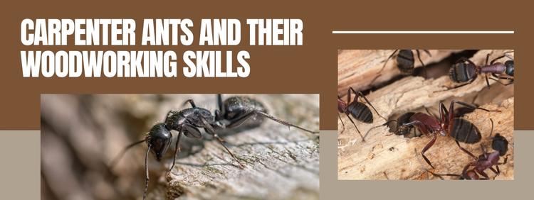 Unveiling the Truth About Carpenter Ants and Their Woodworking Skills