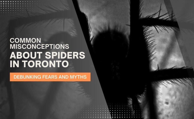 Common Misconceptions About Spiders in Toronto