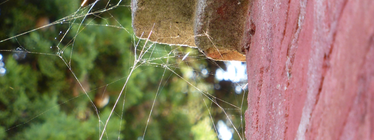 Cambridge Pest Removal: What You Need to Know About Spider Webs