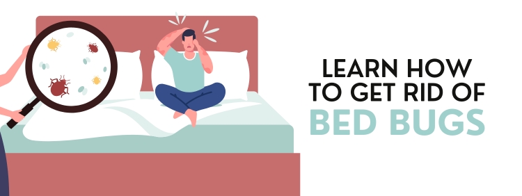 Learn how to get rid of bed bugs