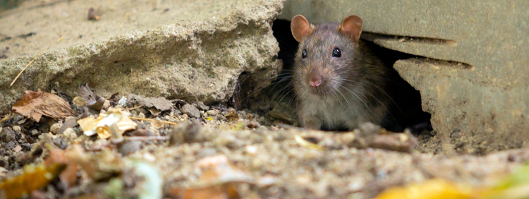 Richmond Hill Pest Removal_ Why Springtime Rodent Control Matters