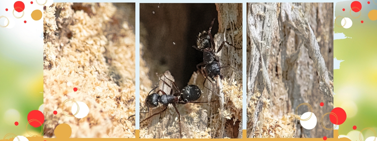 Springtime Ant Alert_ How to Identify and Prevent Carpenter Ants in Your Markham Home