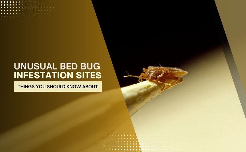 Unusual Bed Bug Infestation Sites