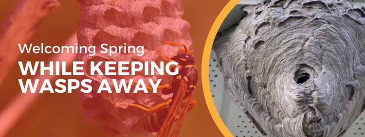 Welcoming Spring While Keeping Wasps At Bay_ Top Tips From Truly Nolen Cambridge