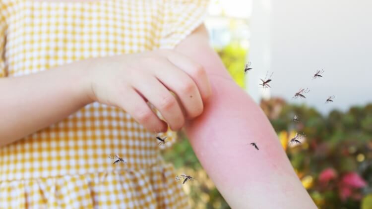 Are Mosquitos Worse in Spring content image