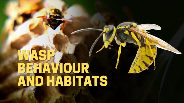 Guelph Pest Control_ Wasp Behaviour and Habitats