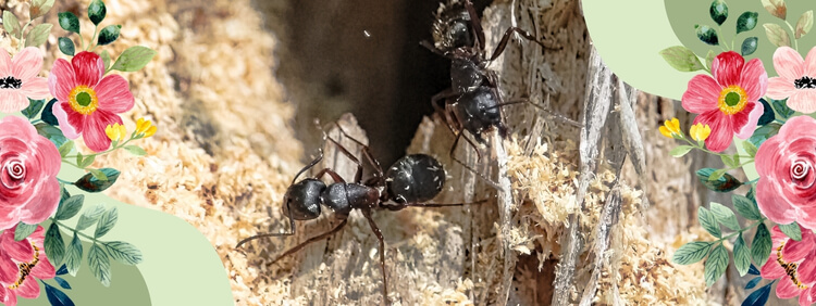 How Our Four Season Approach Can Help Keep Carpenter Ants Away From Your Brampton Home This Spring