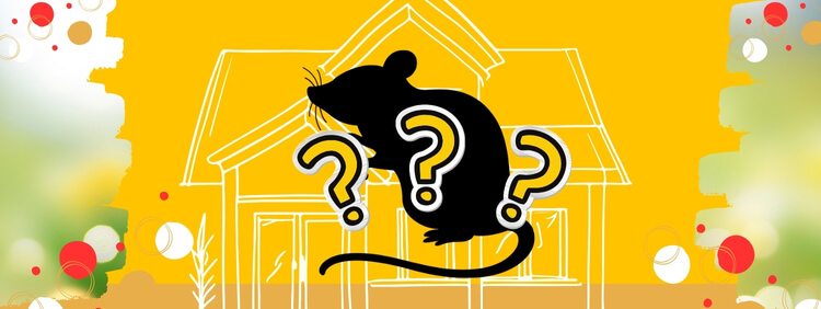 Mice Or Rats_ How To Tell What Is In Your Hamilton Home