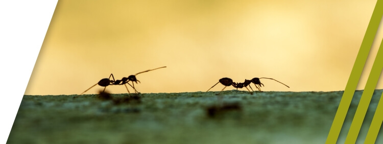 The Impact of Spring Weather on Carpenter Ant Infestations