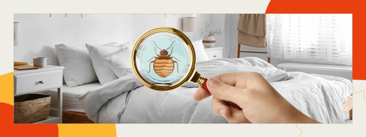 Bed Bugs in Brampton_ From Identification to Eradication