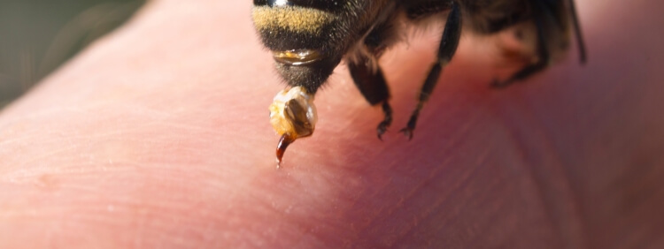 Burlington Pest Control_ The Sweet Truth About Bees