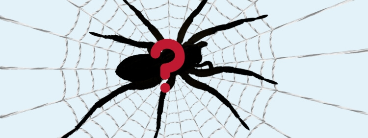 Haldimand-Norfolk Pest Control_ What is the Largest Spider in Ontario