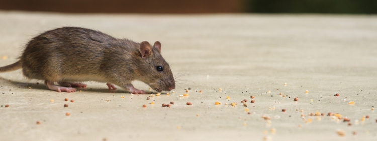 Telltale Signs There Are Mice In Your Home