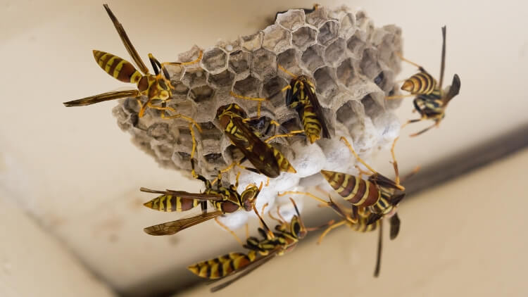 Wasp Behaviour and Habitats