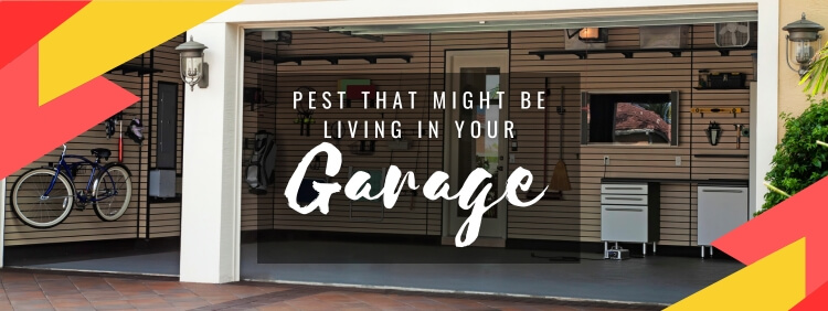 5 Pests That Might Be Living In Your Garage in Georgetown