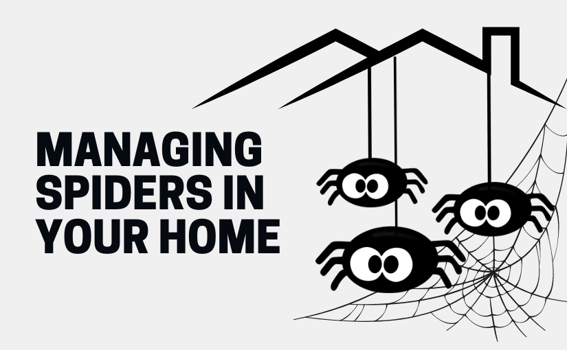 Identifying and Managing Spiders in Your Home