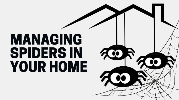 Identifying and Managing Spiders in Your Cambridge Home