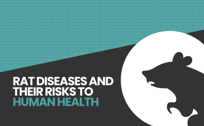 Rat Diseases and Their Risks to Human Health