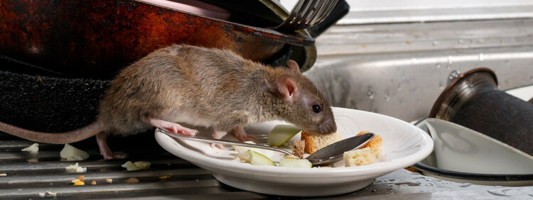 Rat Diseases and Their Risks to Human Health 