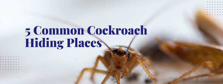 5 Common Hiding Places You Will Find Cockroaches In A Toronto Business