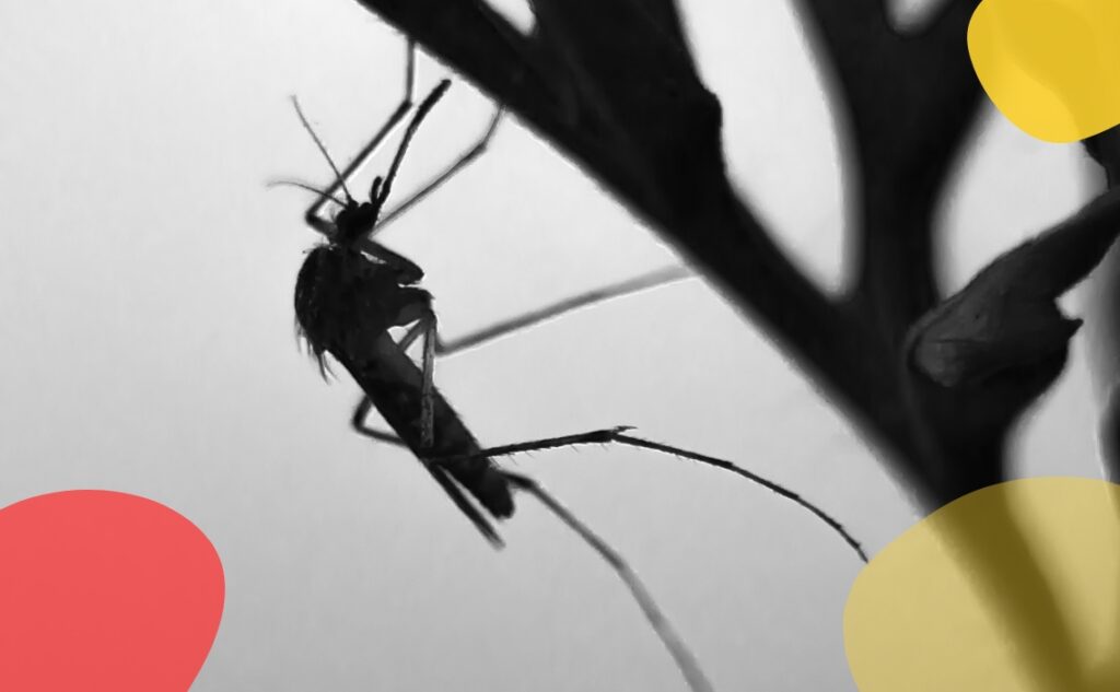 Are Mosquitos Attracted To Light_ Should You Minimize Lighting In Your Niagara Home