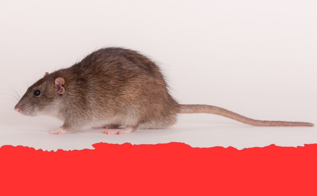 Cambridge Pest Control: Why Do Rats Have Long Tails