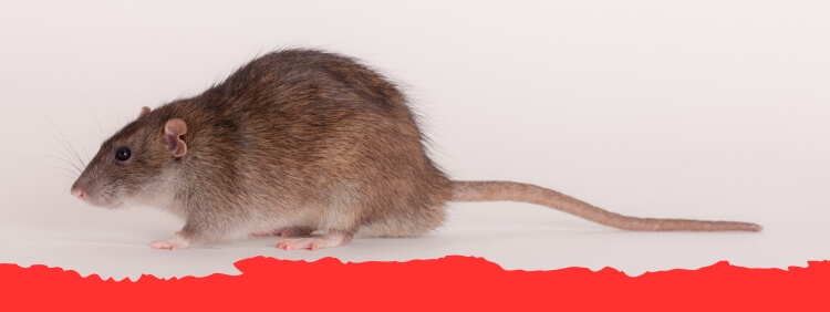 Cambridge Pest Control_ Why Do Rats Have Long Tails