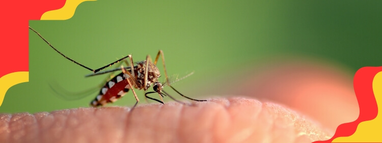 Do Mosquitos In Niagara Sting Or Bite_ And What Is The Difference