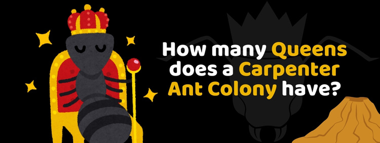 How Many Queens Does A Carpenter Ant Colony Have