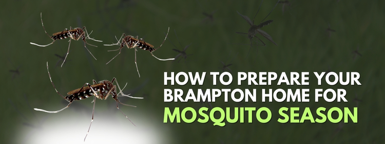 Mosquito Control Brampton