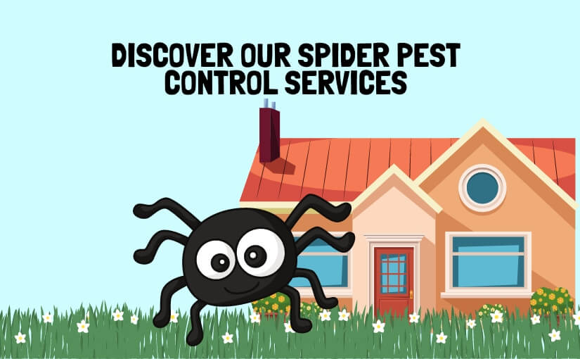 What Attracts Spiders Into A Home During The Spring