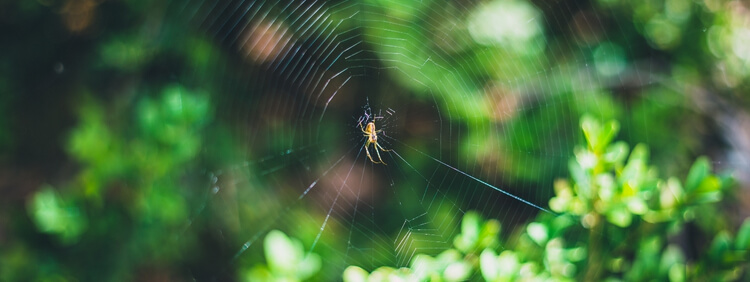 What Attracts Spiders Into A Home During The Spring